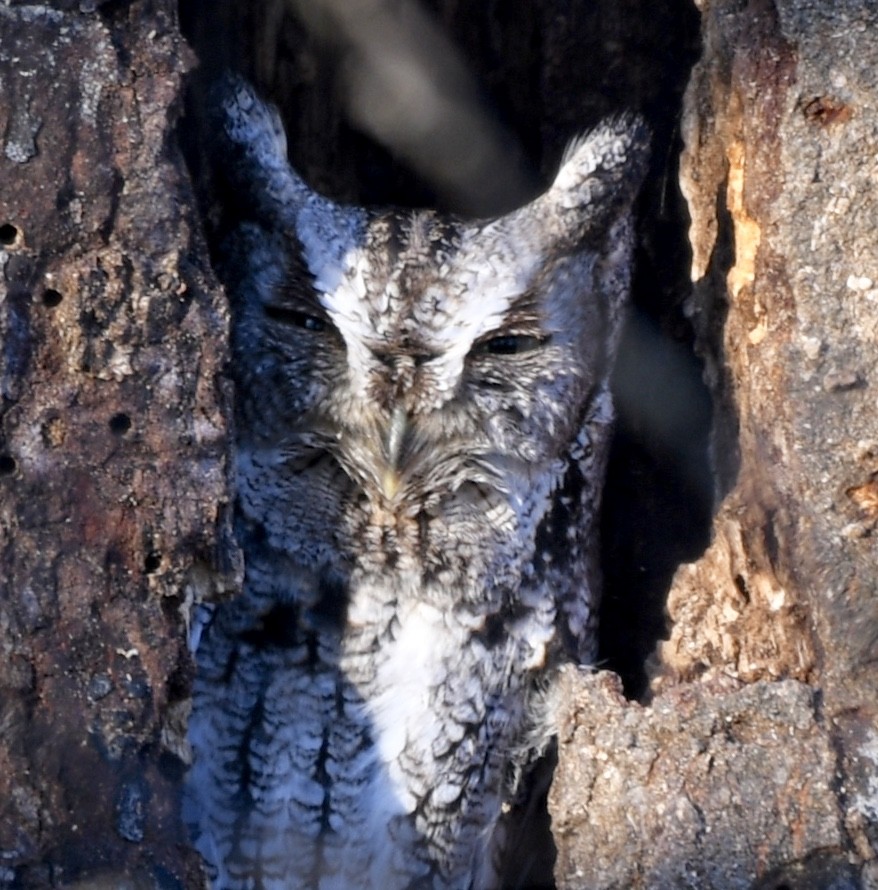 Eastern Screech-Owl - Cyndy Hardaker