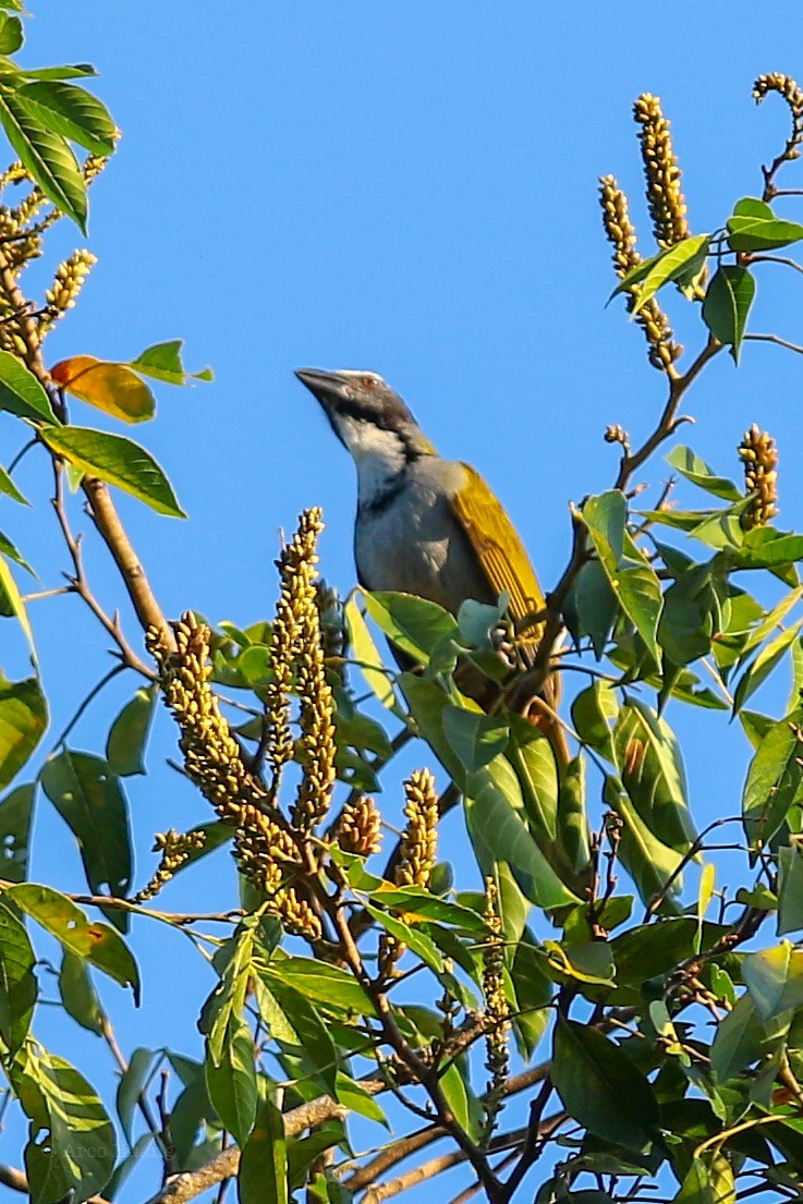 Saltator à tête noire - ML138722361