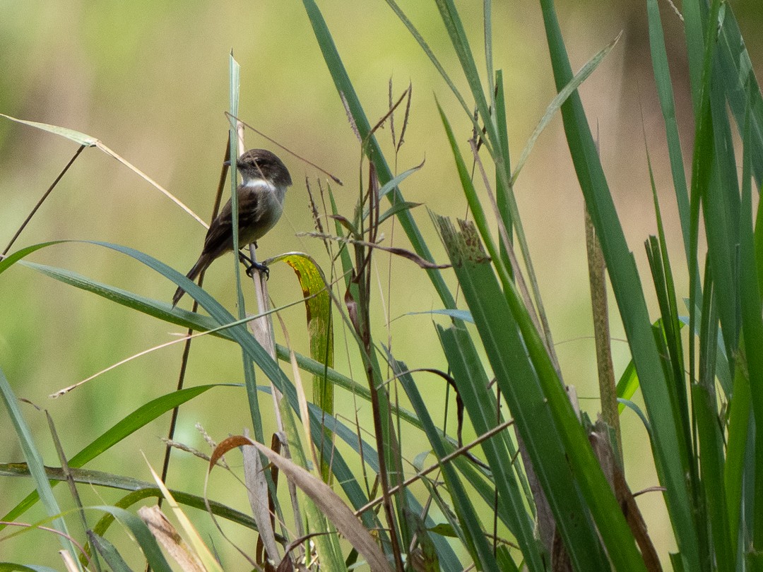 White-throated Flycatcher - Chris Fischer