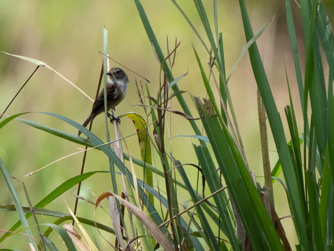 White-throated Flycatcher - Chris Fischer