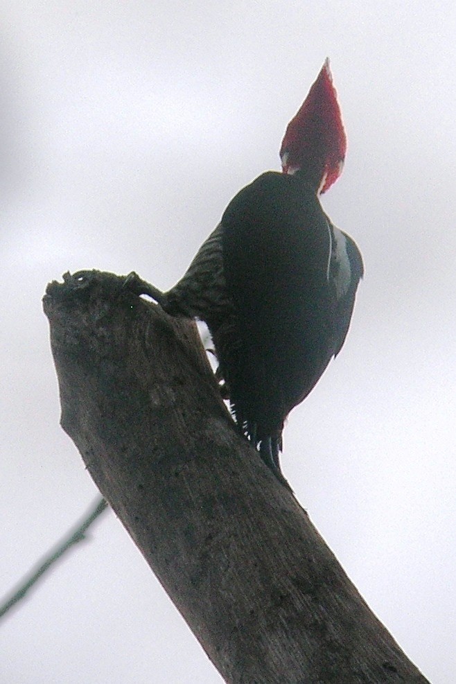 Crimson-crested Woodpecker - Cathy Pasterczyk