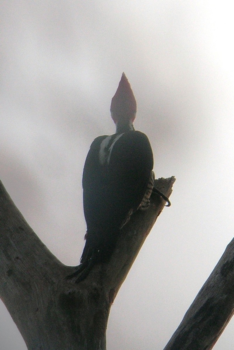 Crimson-crested Woodpecker - Cathy Pasterczyk