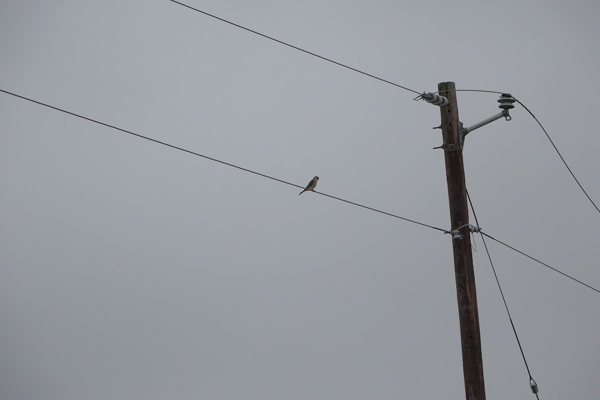 American Kestrel - ML138723831