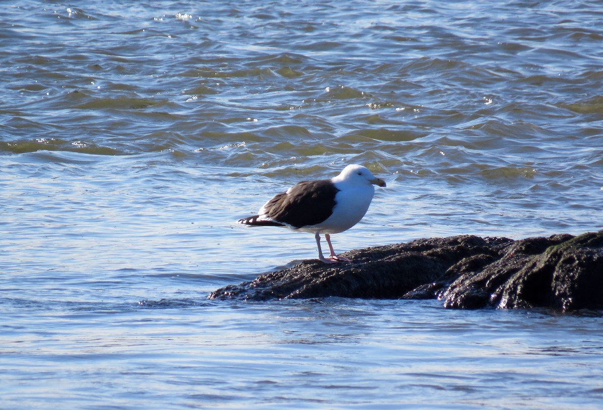 Great Black-backed Gull - ML138724451