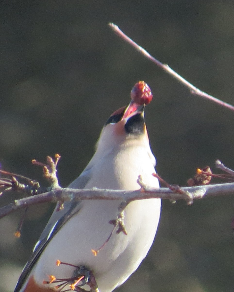 Bohemian Waxwing - Chris Floyd