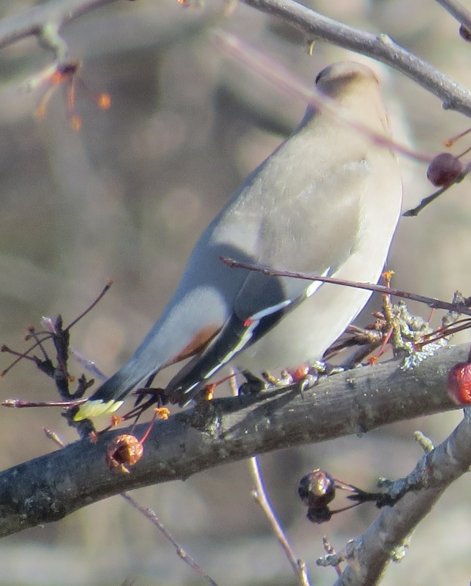 Bohemian Waxwing - ML138725451