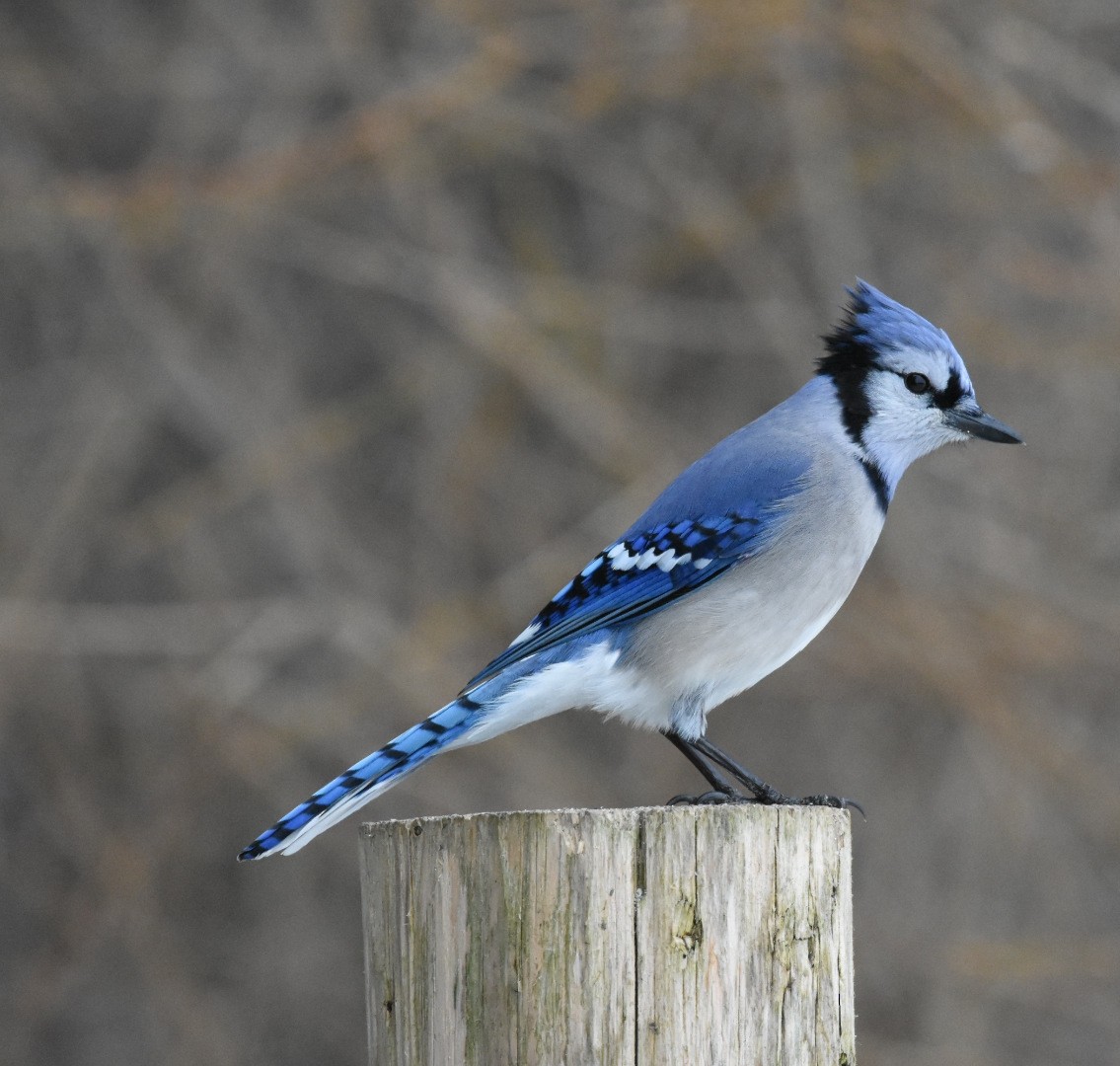 Blue Jay - Ben Evans