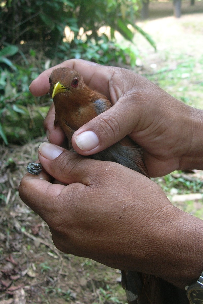 Little Cuckoo - ML138727441