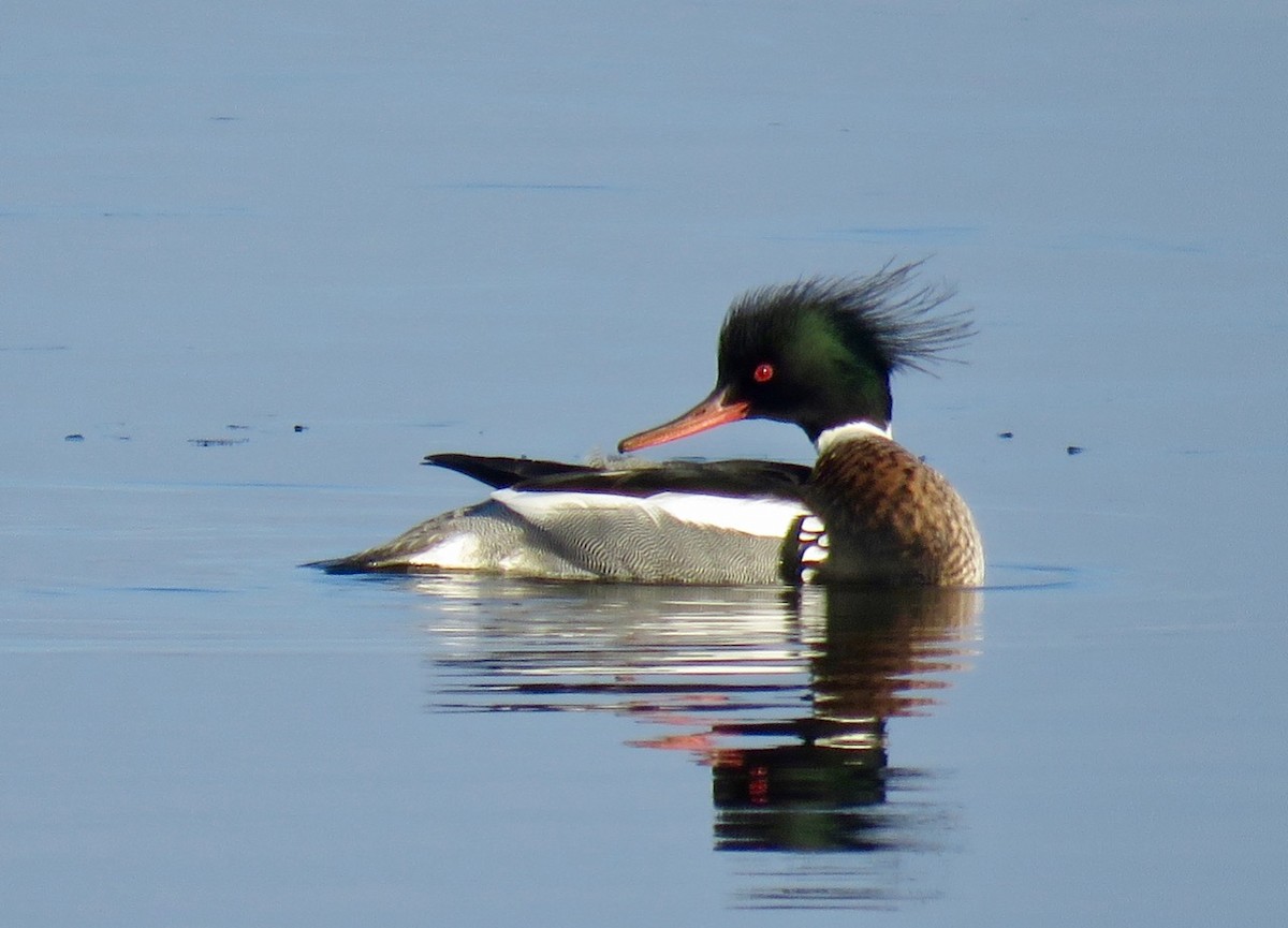 Red-breasted Merganser - Michael Good