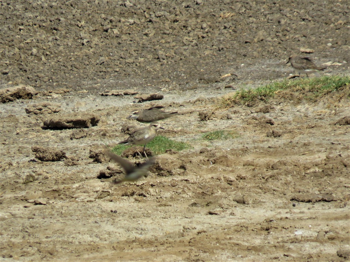 Caspian Plover - ML138729021