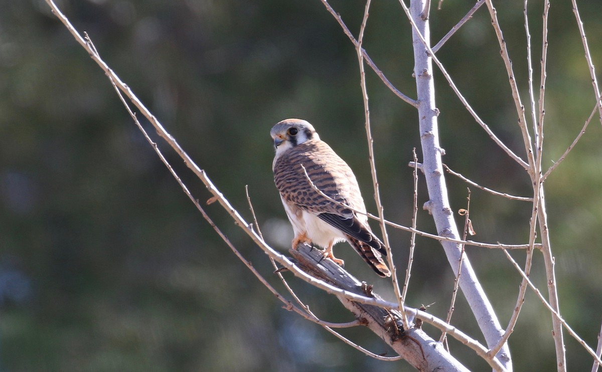 American Kestrel - Laurens Halsey