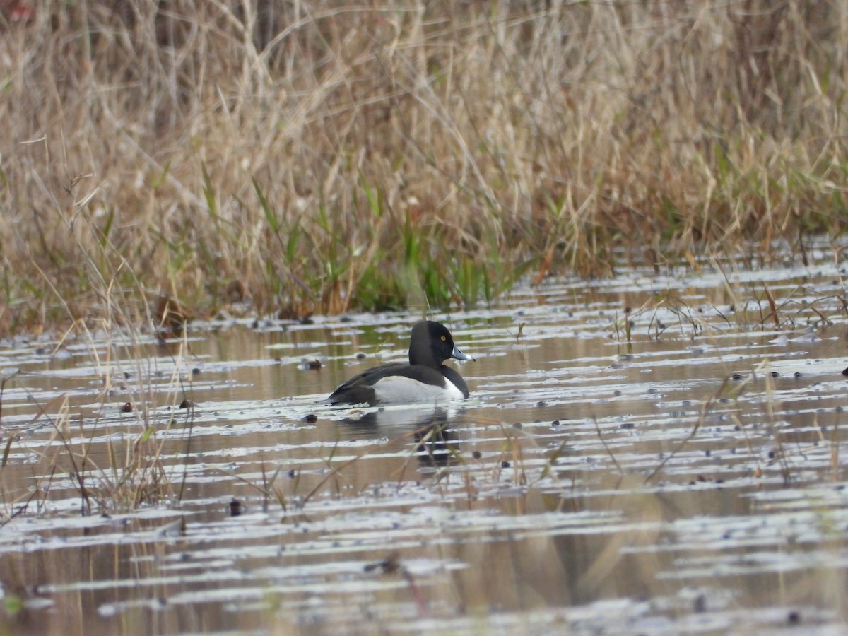 Ring-necked Duck - ML138731641