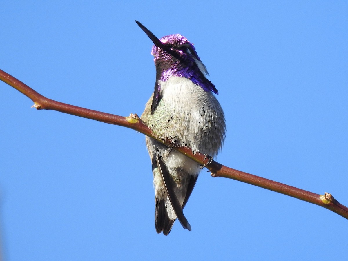 Costa's Hummingbird - ML138732651