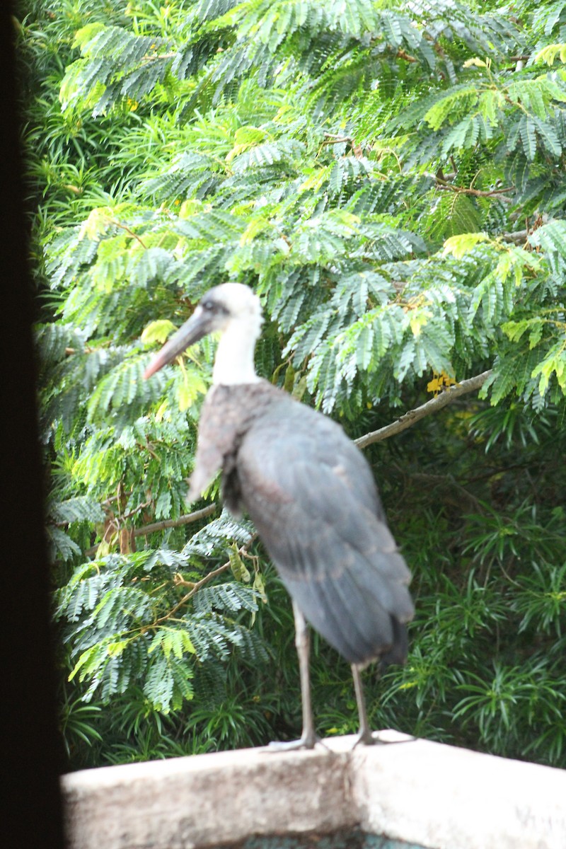 African Woolly-necked Stork - ML138733561