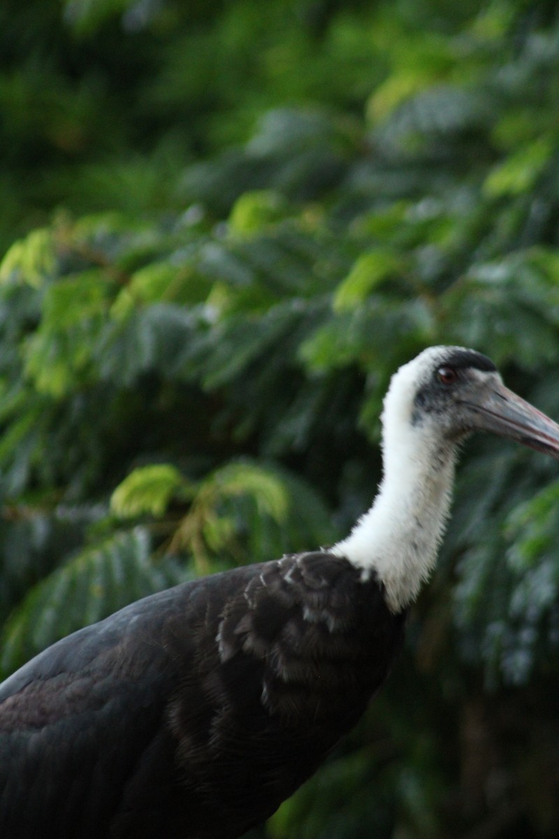 African Woolly-necked Stork - ML138734091