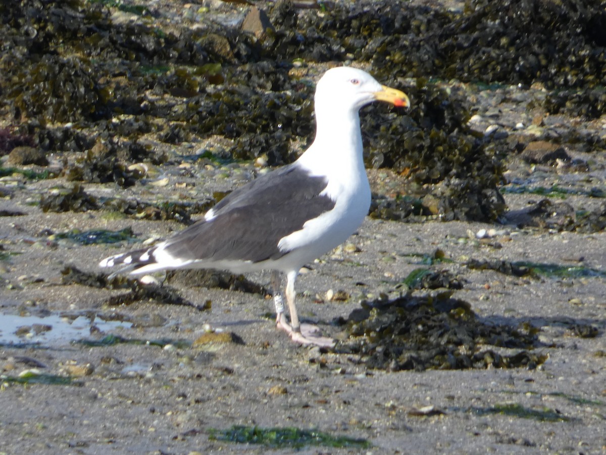 Great Black-backed Gull - Guillermo Rodriguez