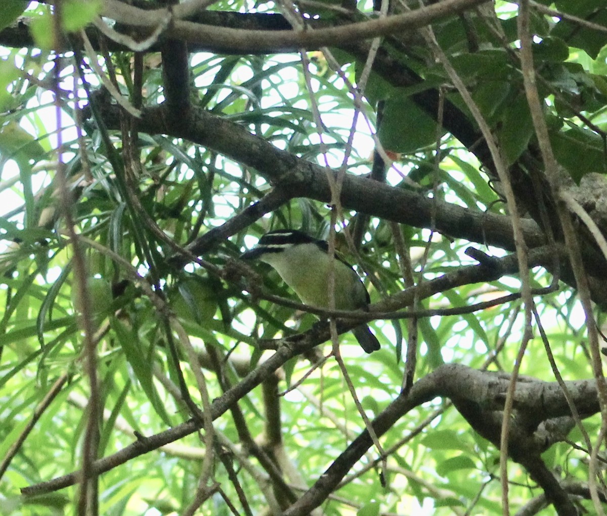 Barbudito Culigualdo (grupo bilineatus) - ML138734711