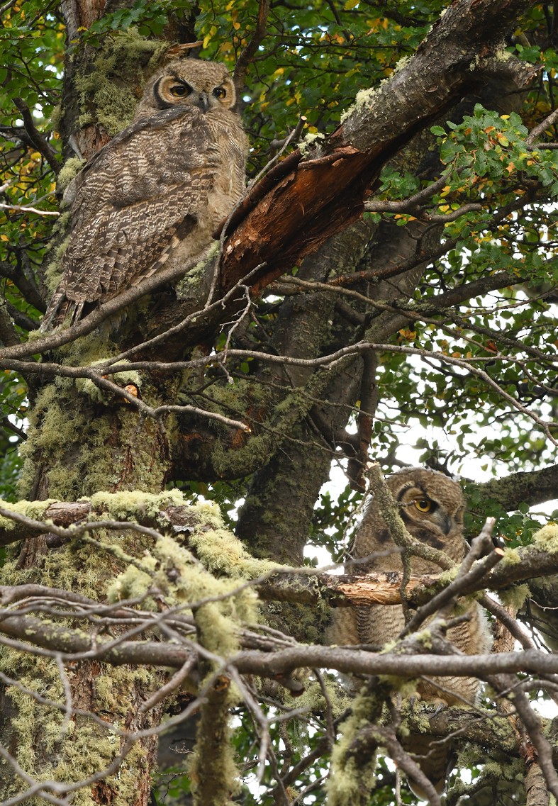 Lesser Horned Owl - Ricardo  Matus