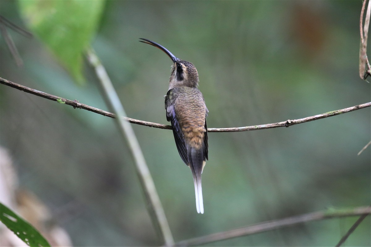 Long-billed Hermit - ML138736191