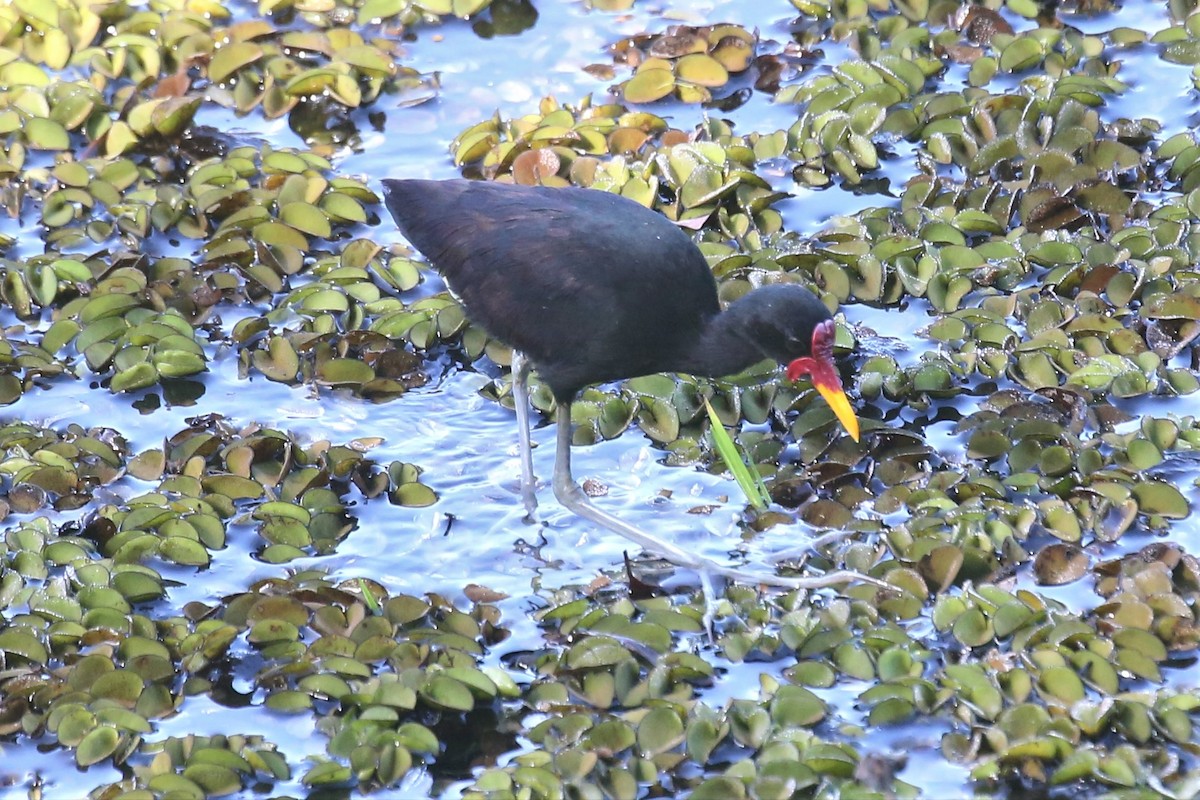 Wattled Jacana - ML138736211