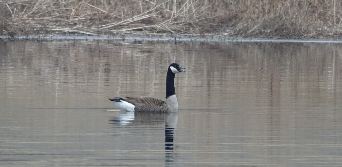 Barnacla Canadiense Grande - ML138736261