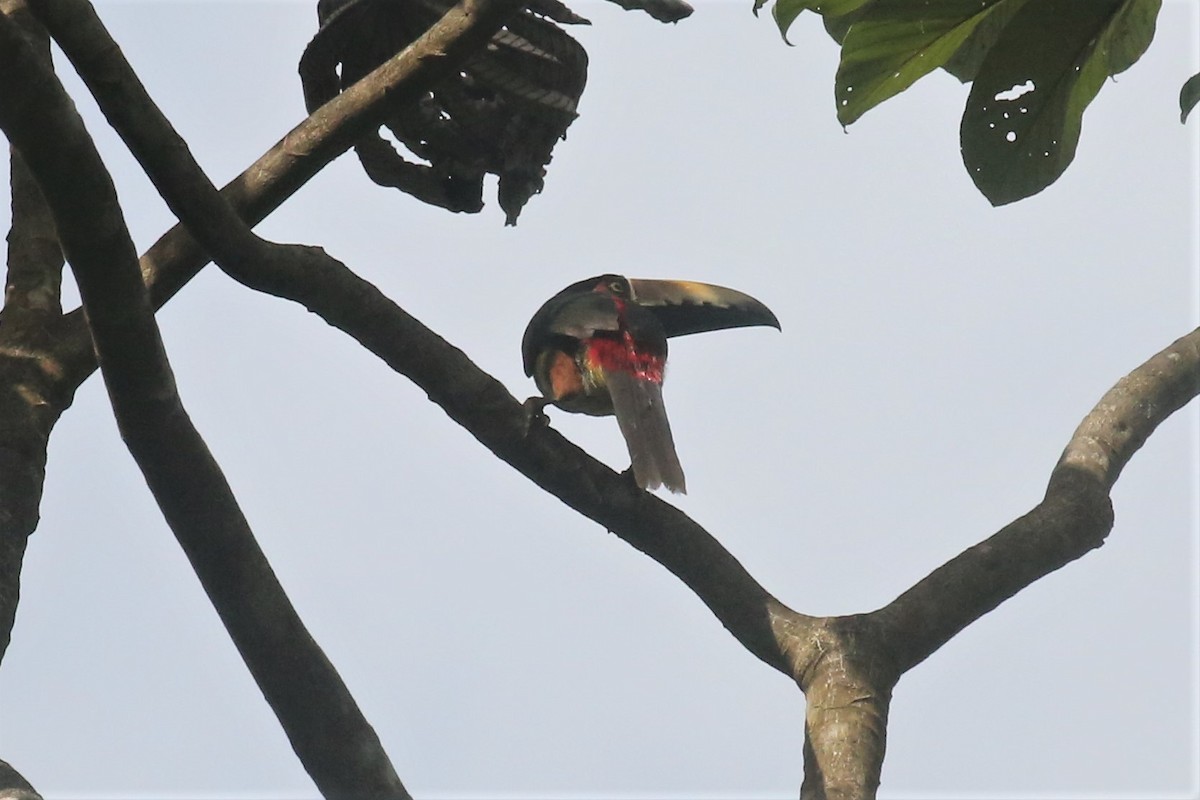 Collared Aracari - ML138736521