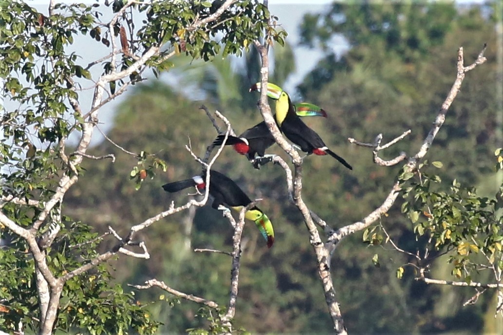 Keel-billed Toucan - ML138736601