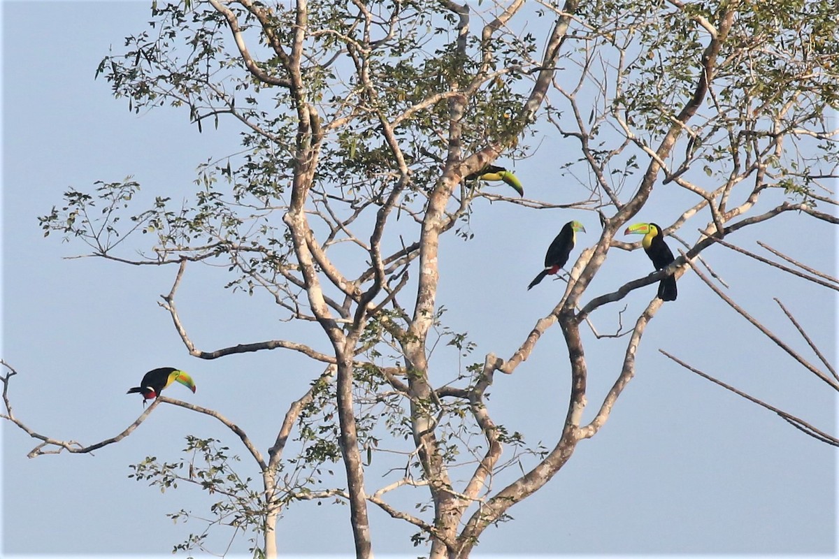 Keel-billed Toucan - ML138736631