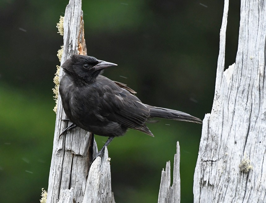 Austral Blackbird - ML138736751