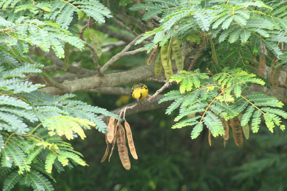 Village Weaver (Spot-backed) - Anonymous
