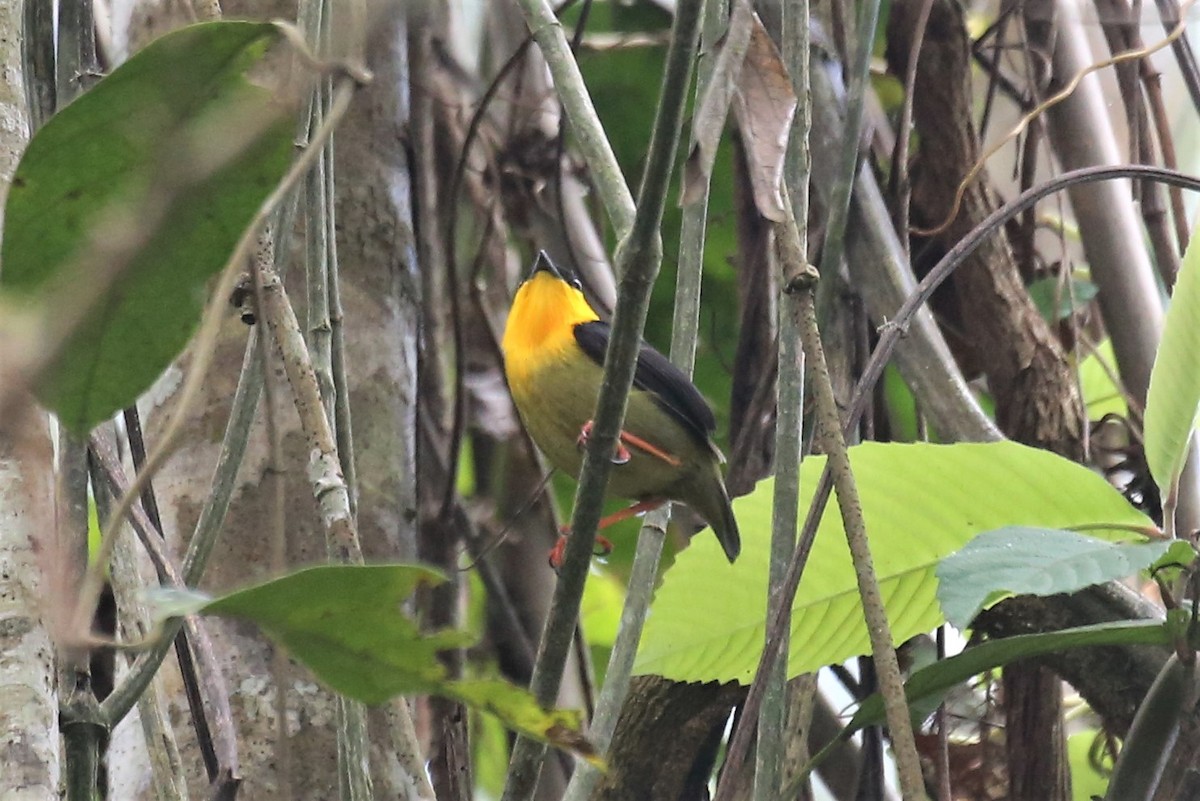 Golden-collared Manakin - ML138736881