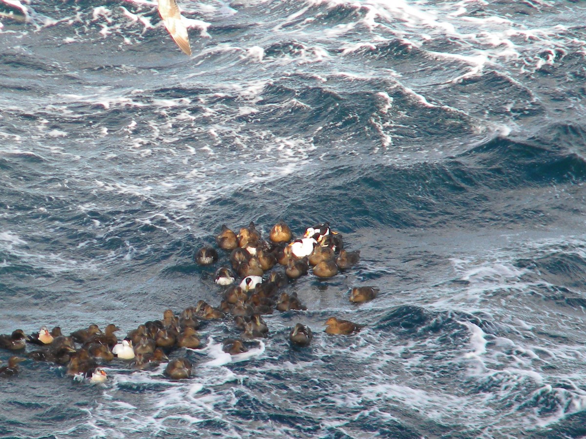 King Eider - ML138738141