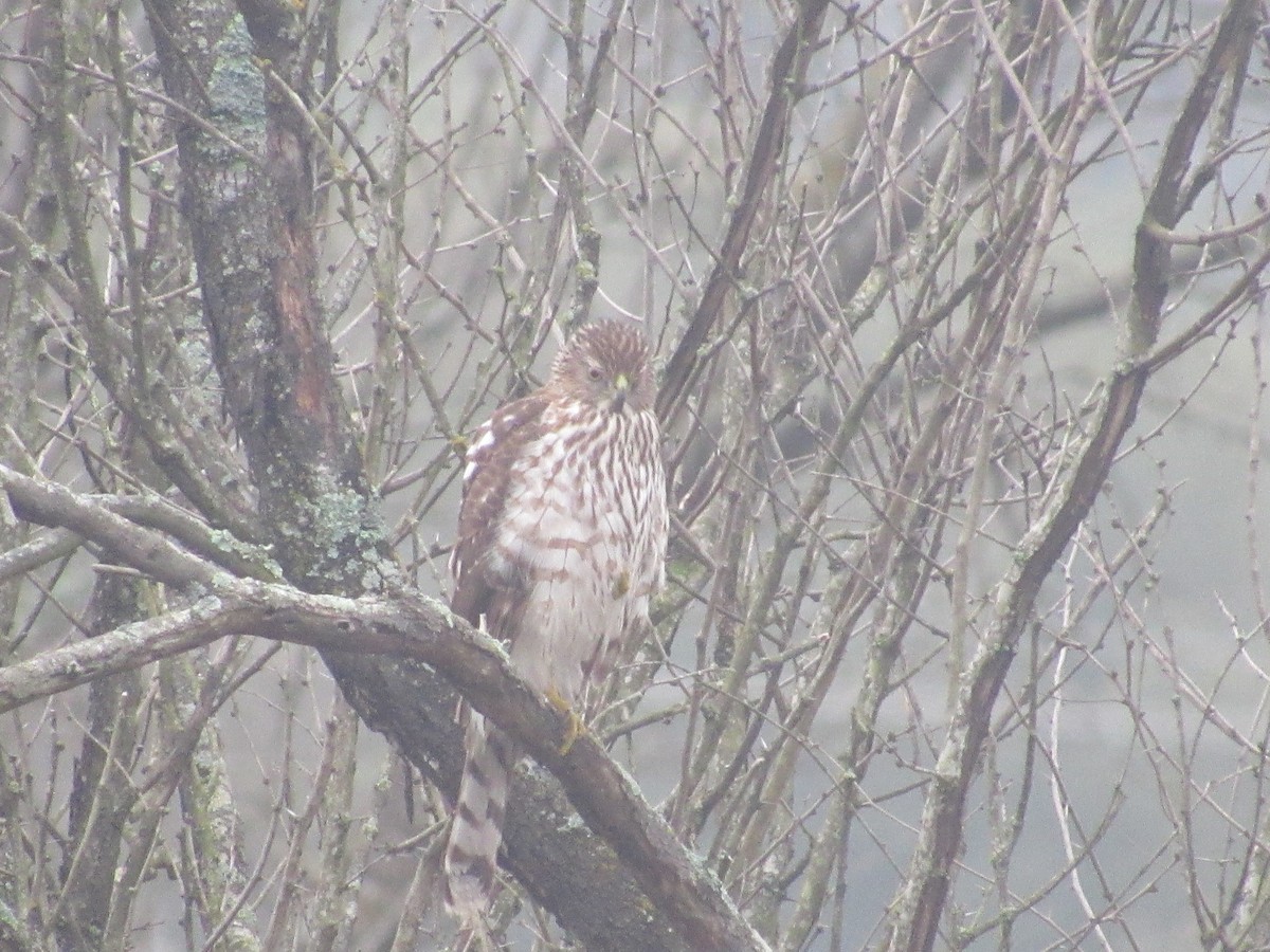 Cooper's Hawk - Caleb Helsel