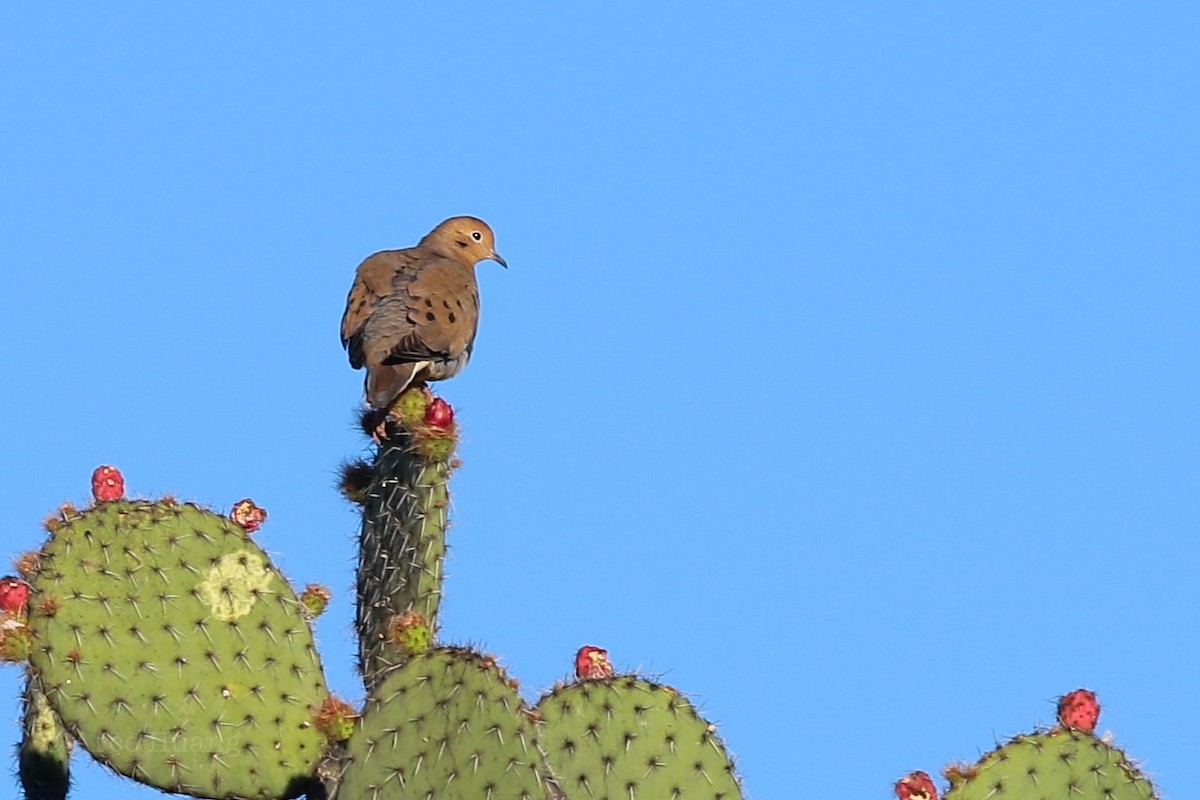 Mourning Dove - ML138738511