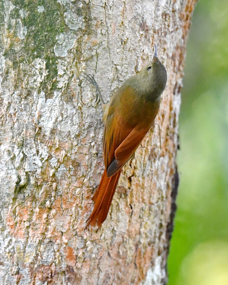 Olivaceous Woodcreeper - ML138738761