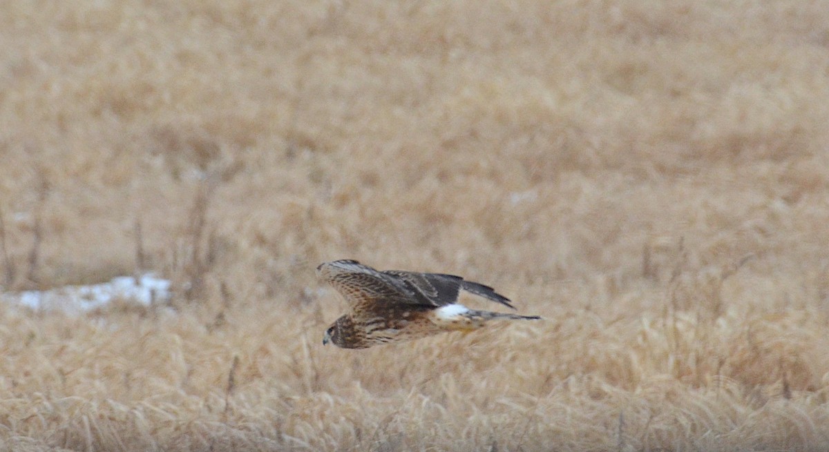 Northern Harrier - ML138738991