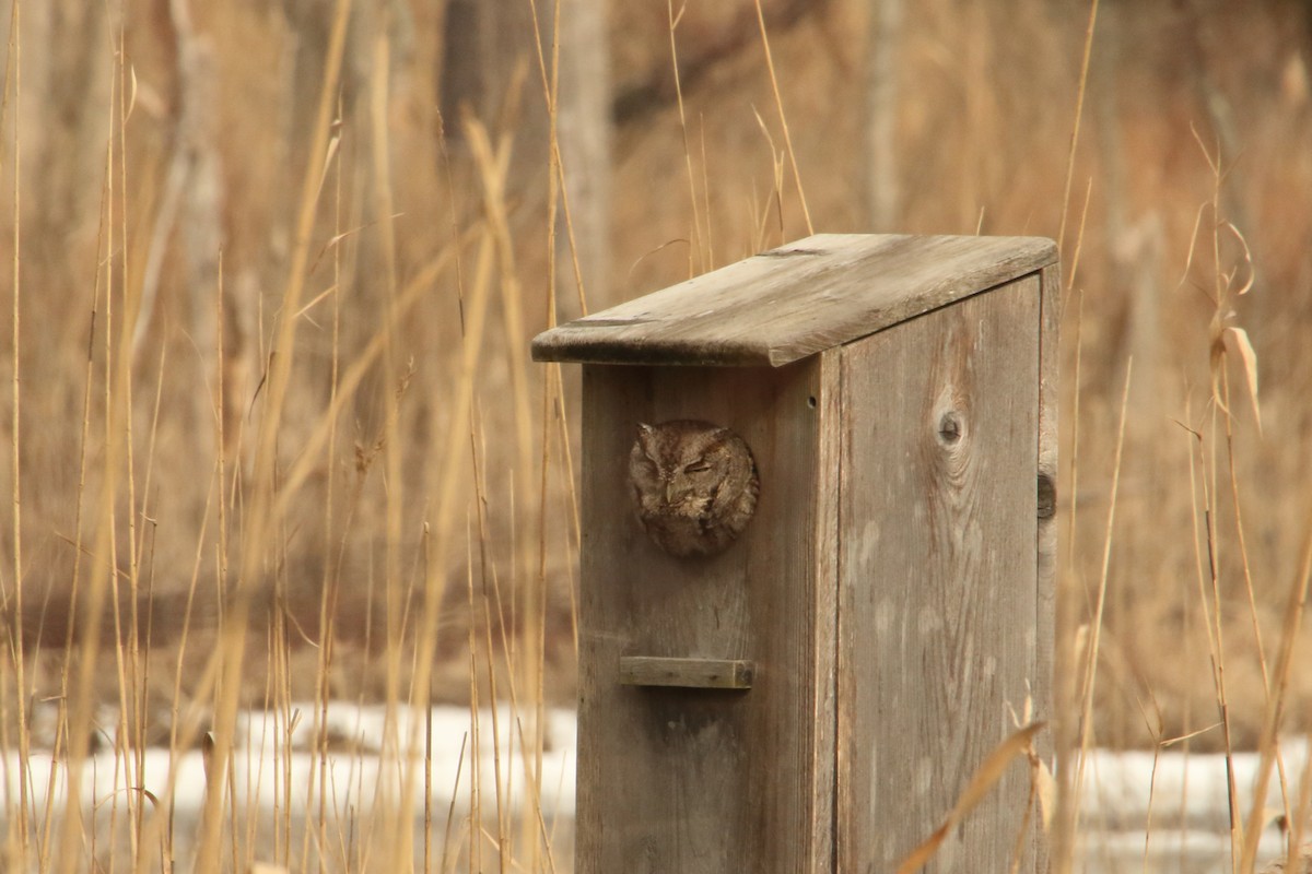 Eastern Screech-Owl - ML138740791