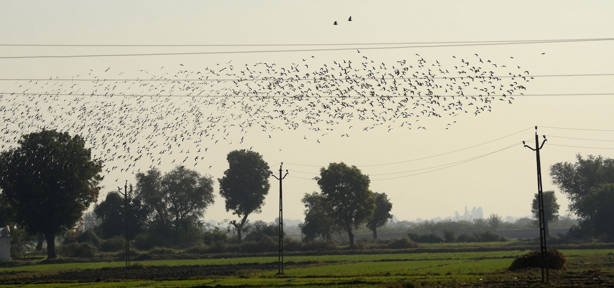 Ruff - Panchapakesan Jeganathan