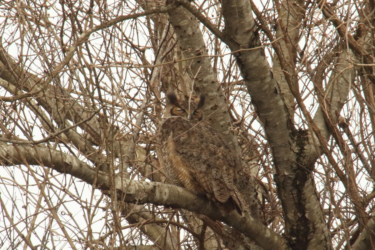 Great Horned Owl - ML138741251