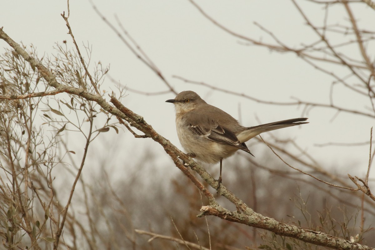 Northern Mockingbird - ML138741501