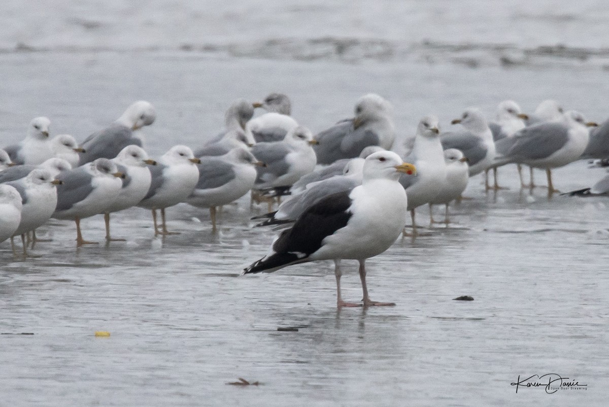 Great Black-backed Gull - Karen Davis