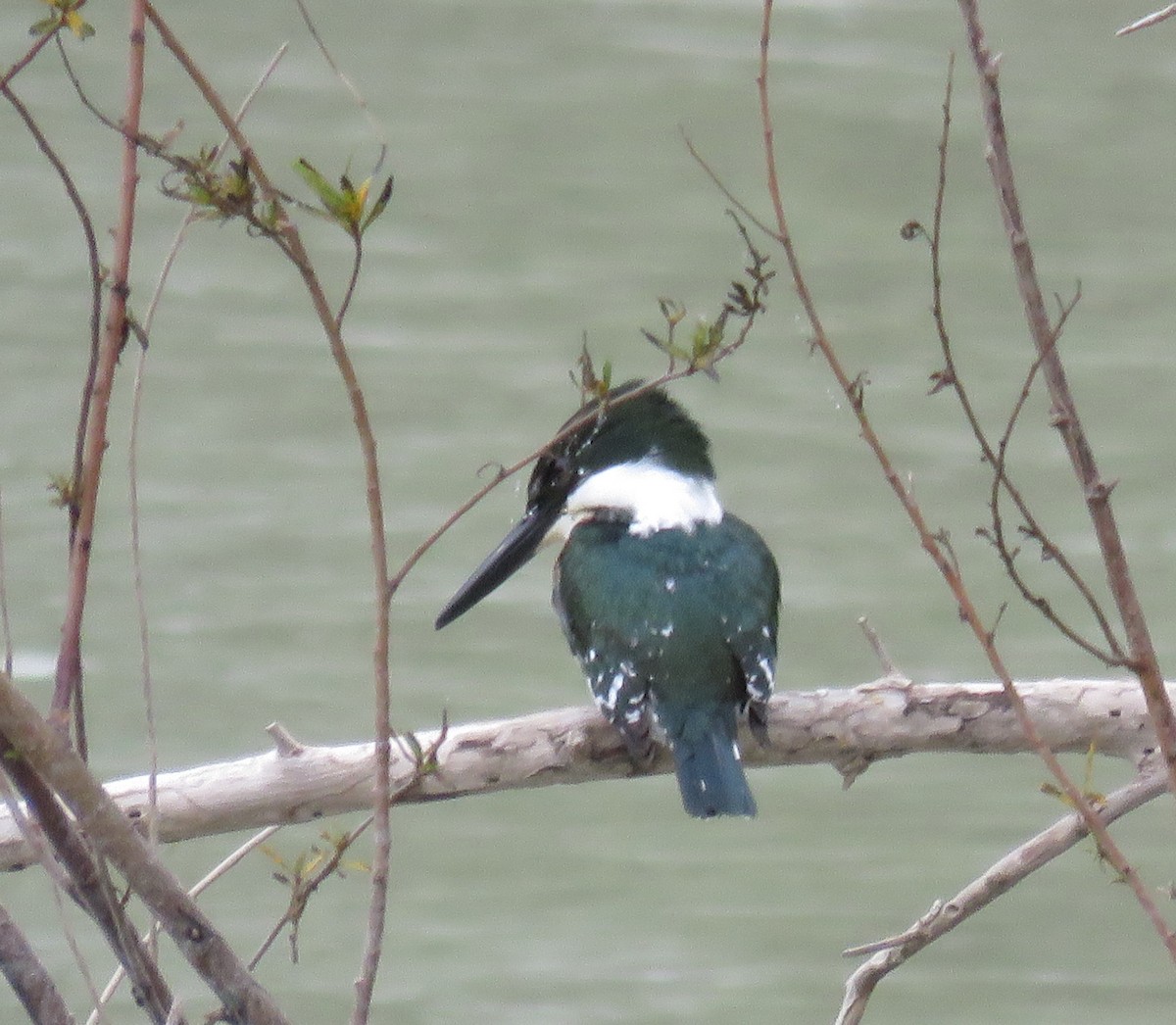 Green Kingfisher - ML138746611