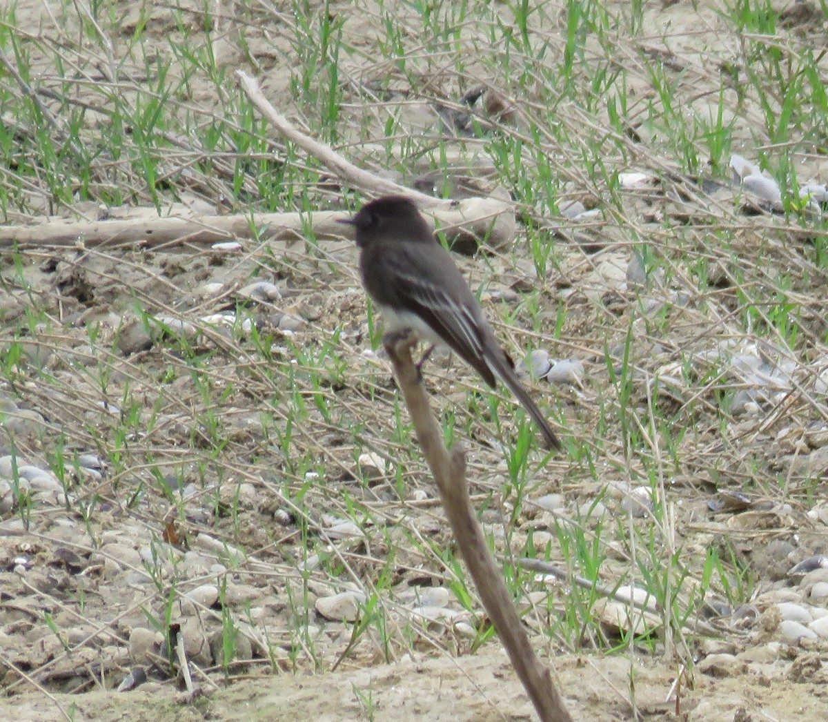 Black Phoebe - ML138746721