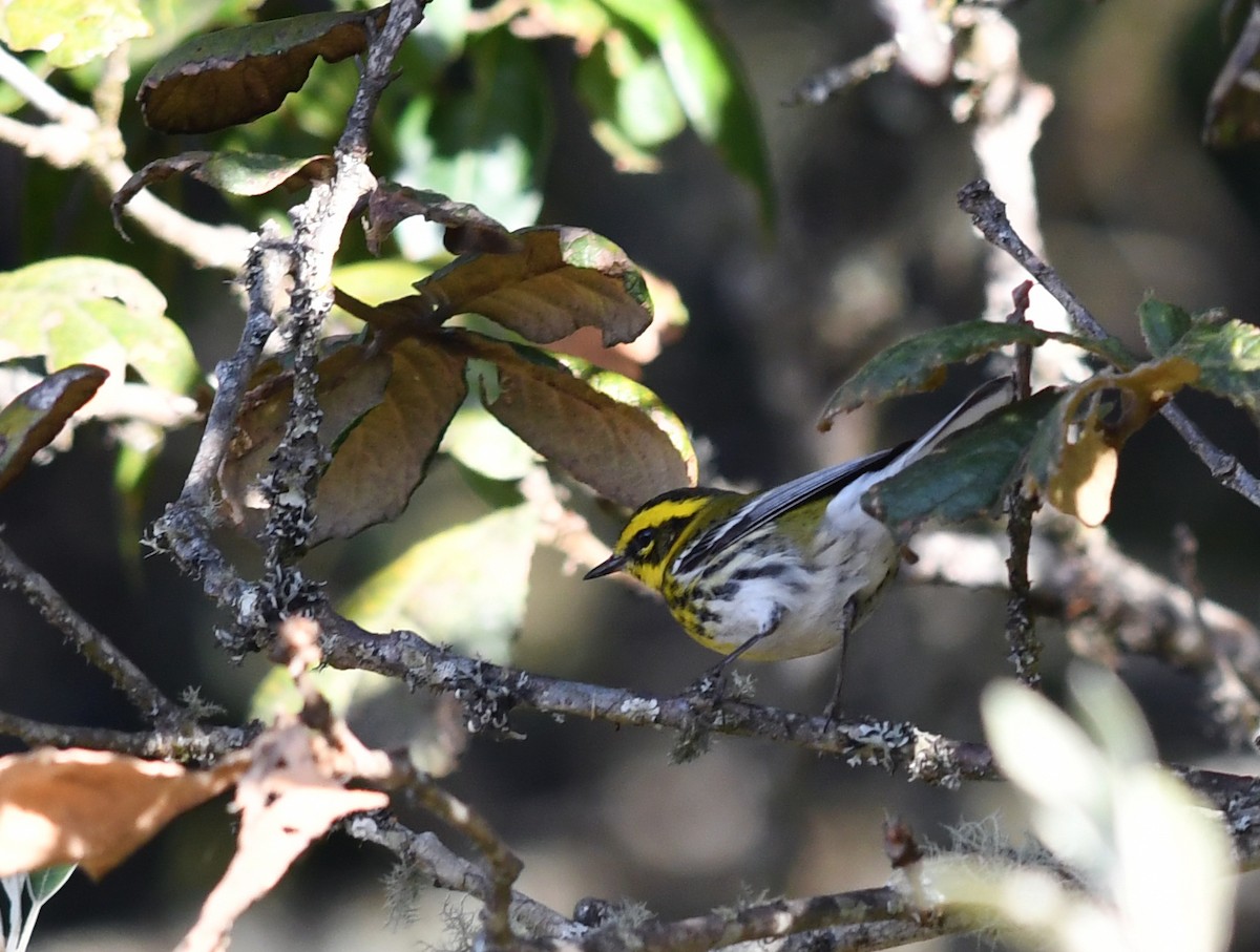 Townsend's Warbler - ML138747041