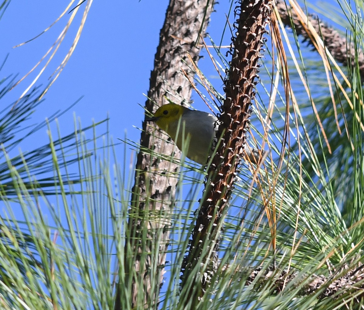 Paruline à tête jaune - ML138747121