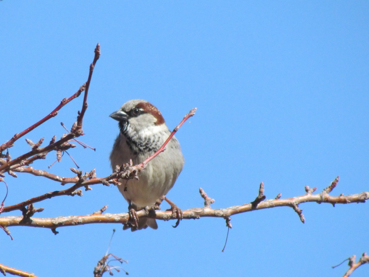 House Sparrow - ML138747691