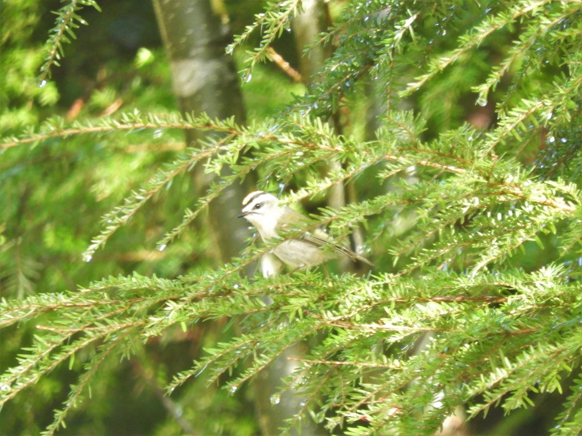 Golden-crowned Kinglet - ML138748301