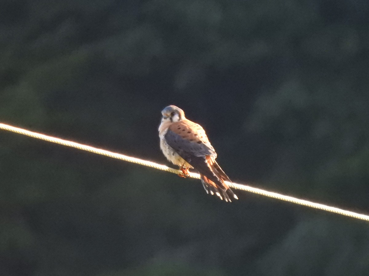 American Kestrel - ML138748371