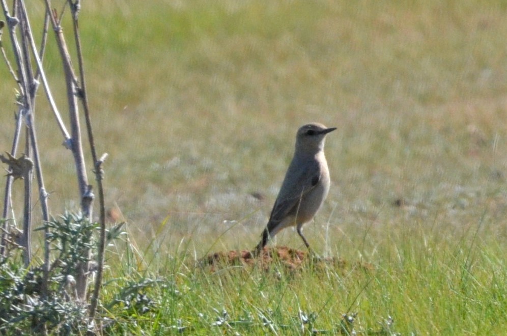 Isabelline Wheatear - ML138749461