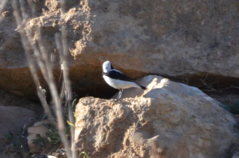 Finsch's Wheatear - ML138749551